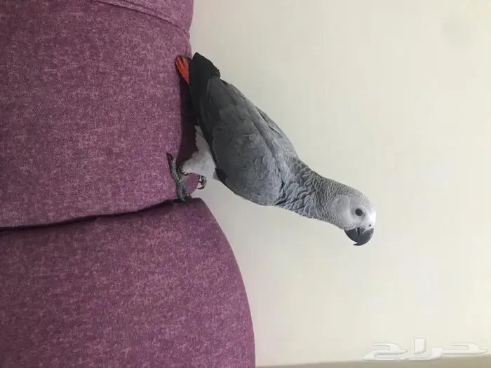 فرخ كاسكو طفره(تم البيع) 1