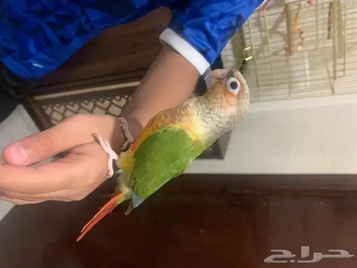 ببغاء كنيور اناناس لعوب واليف 0