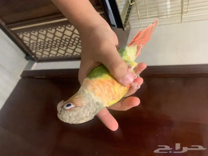 ببغاء كنيور اناناس لعوب واليف 1