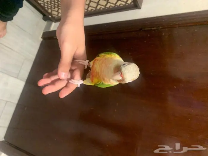 ببغاء كنيور اناناس لعوب واليف 2