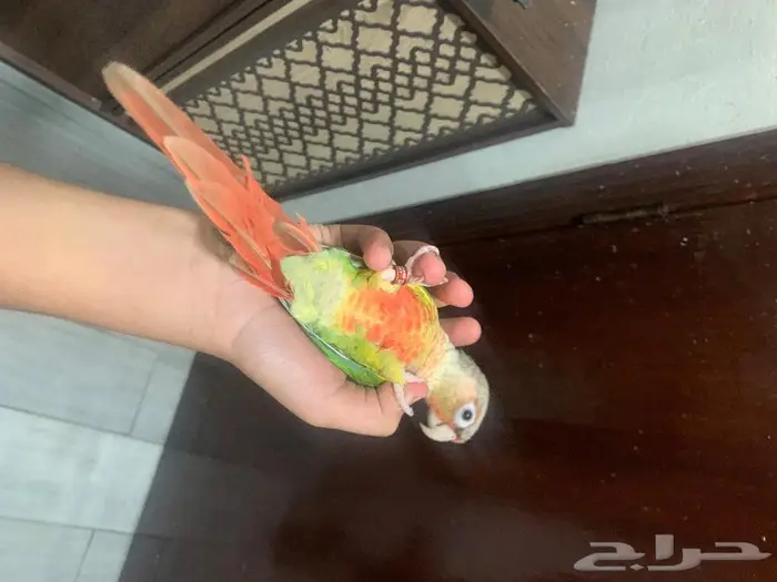 ببغاء كنيور اناناس لعوب واليف 3