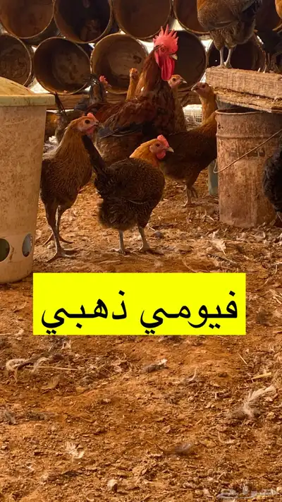 بيض دجاج تركي وفيومي وهجين 2