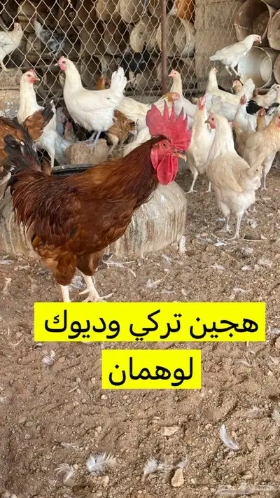 بيض دجاج تركي وفيومي وهجين 1