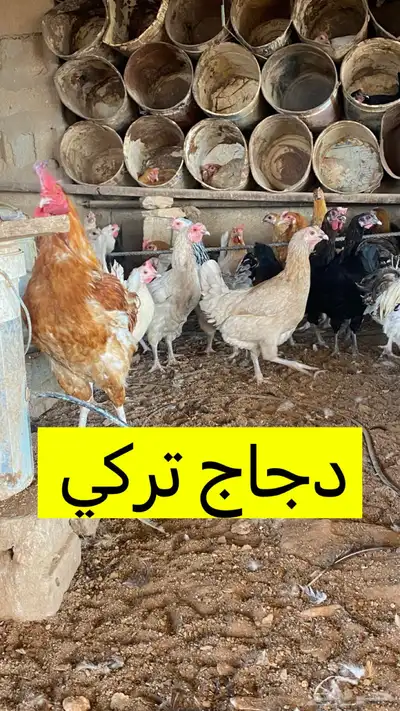 بيض دجاج تركي وفيومي وهجين 0