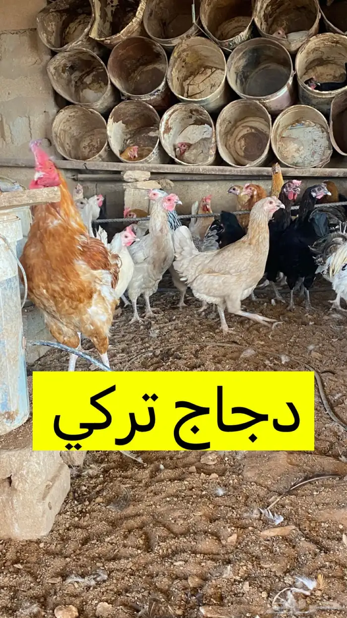 بيض دجاج تركي وفيومي وهجين 0
