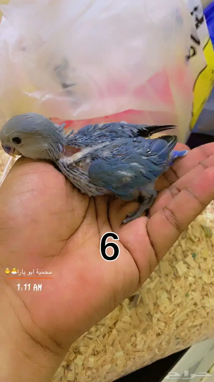 فروخ روز فيها ذكور واناث غر القنفذة - حلي ( تم البيع ) 5