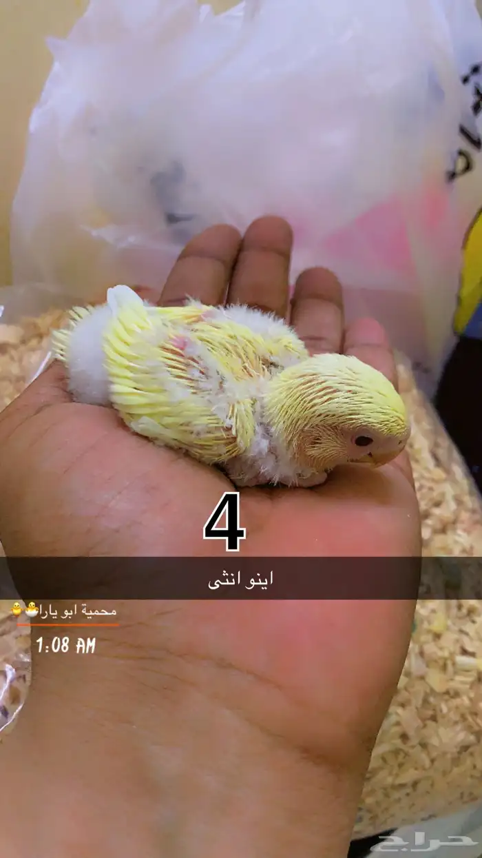 فروخ روز فيها ذكور واناث غر القنفذة - حلي ( تم البيع ) 3