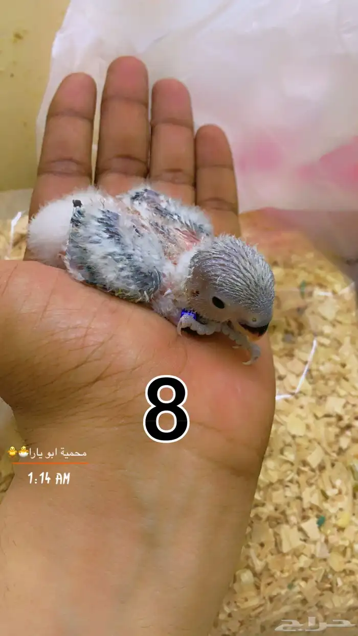 فروخ روز فيها ذكور واناث غر القنفذة - حلي ( تم البيع ) 7