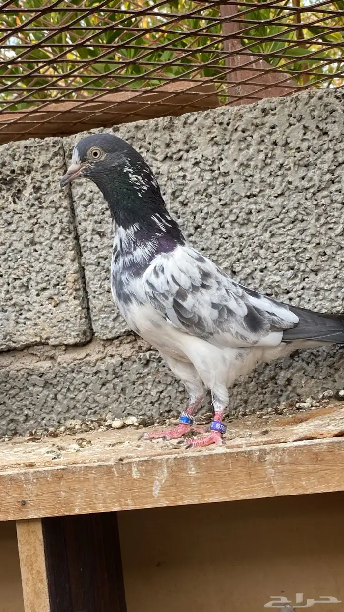 حمام بكستاني 0