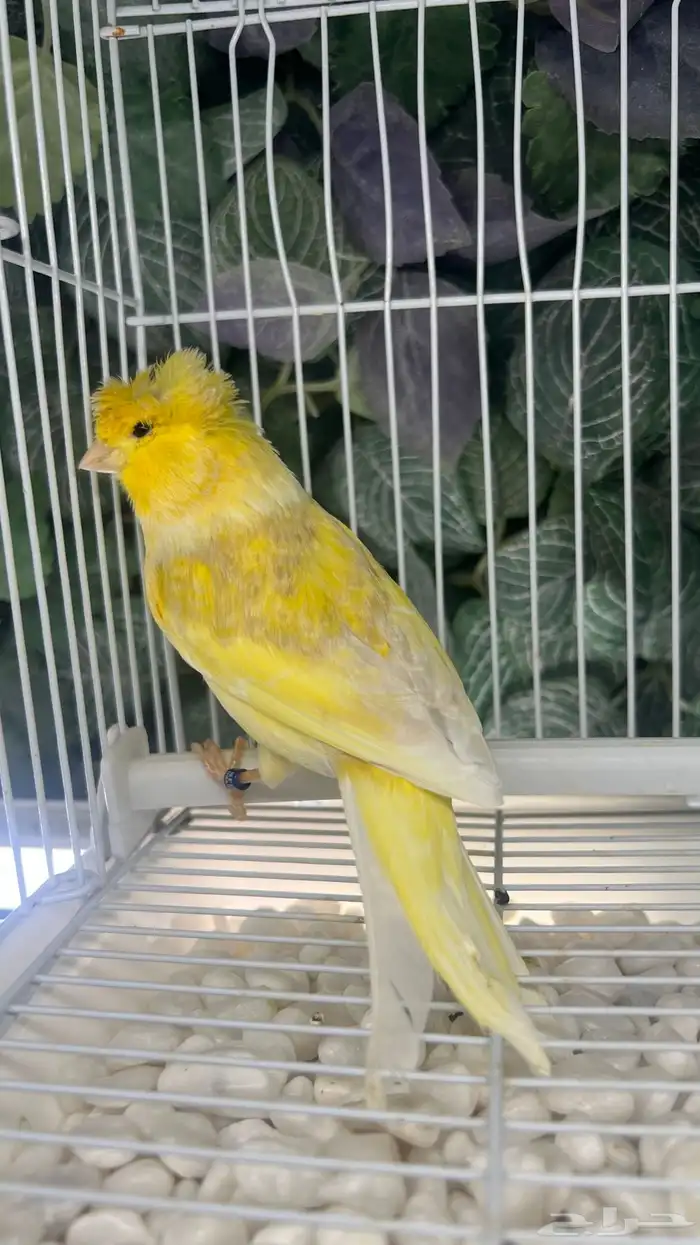 ذكر كناري شرط تغريد 1