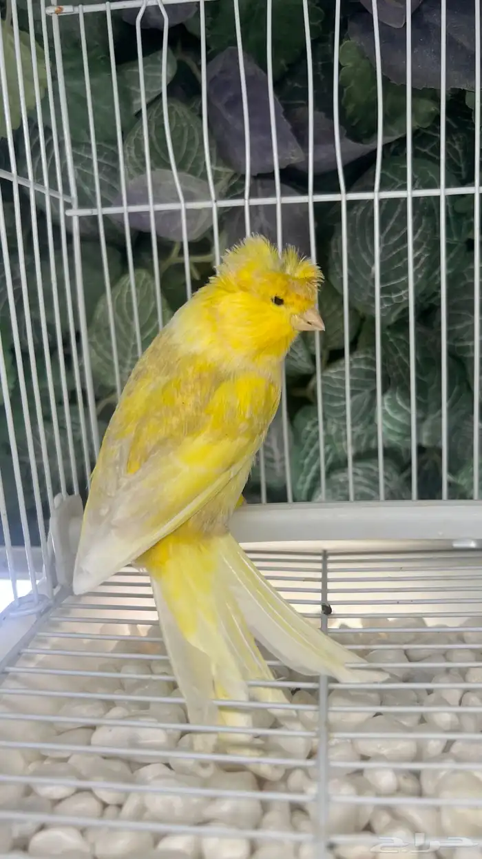 ذكر كناري شرط تغريد 0