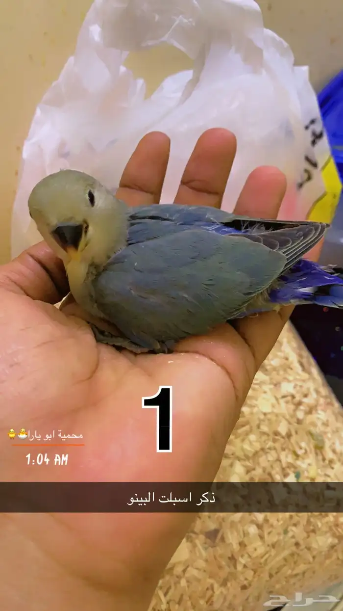 فروخ روز فيها ذكور واناث غر القنفذة - حلي ( تم البيع ) 0