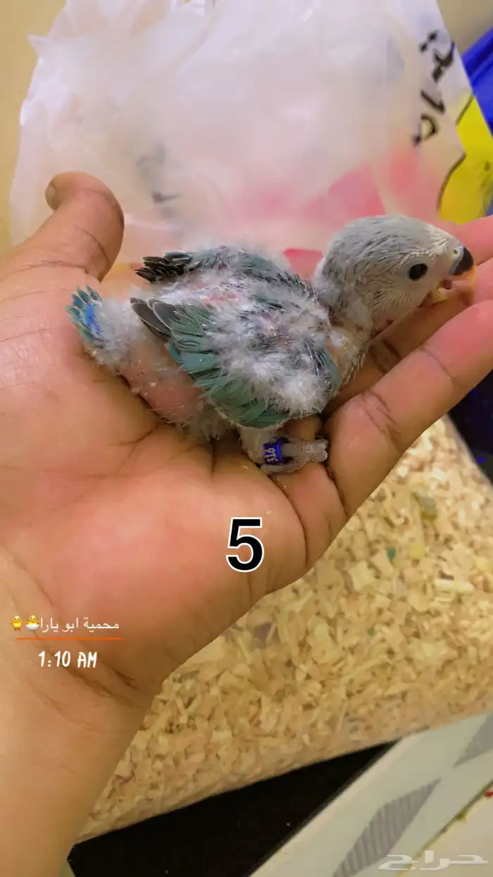 فروخ روز فيها ذكور واناث غر القنفذة - حلي ( تم البيع ) 4