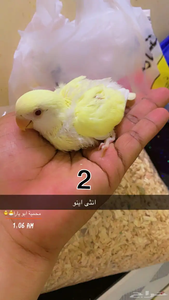 فروخ روز فيها ذكور واناث غر القنفذة - حلي ( تم البيع ) 1