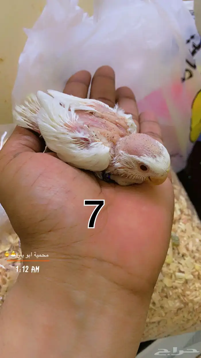 فروخ روز فيها ذكور واناث غر القنفذة - حلي ( تم البيع ) 6