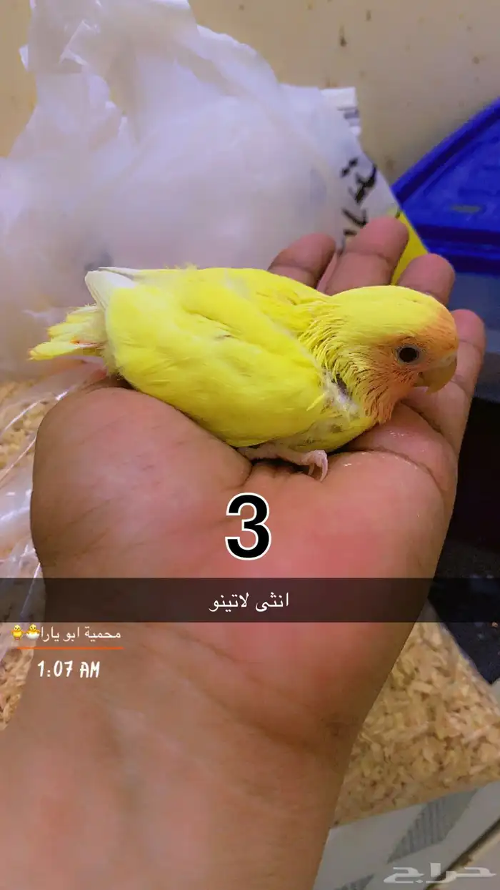 فروخ روز فيها ذكور واناث غر القنفذة - حلي ( تم البيع ) 2