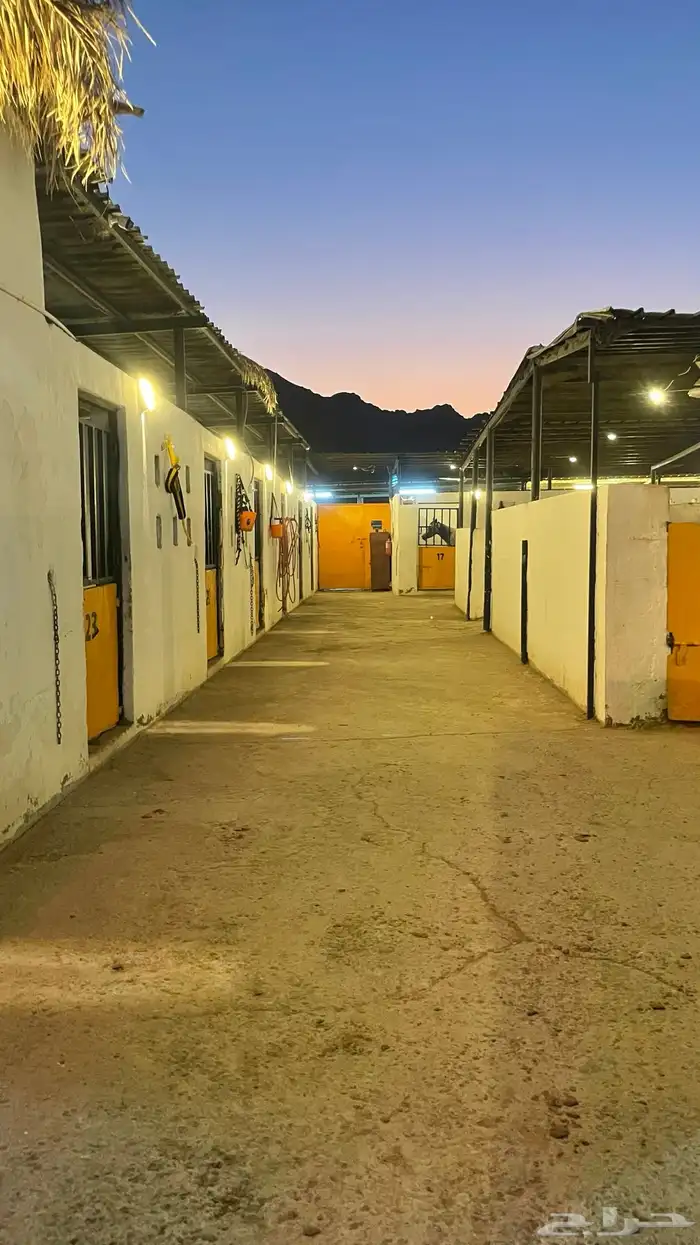 مربط الجواد للخيول العربية 1