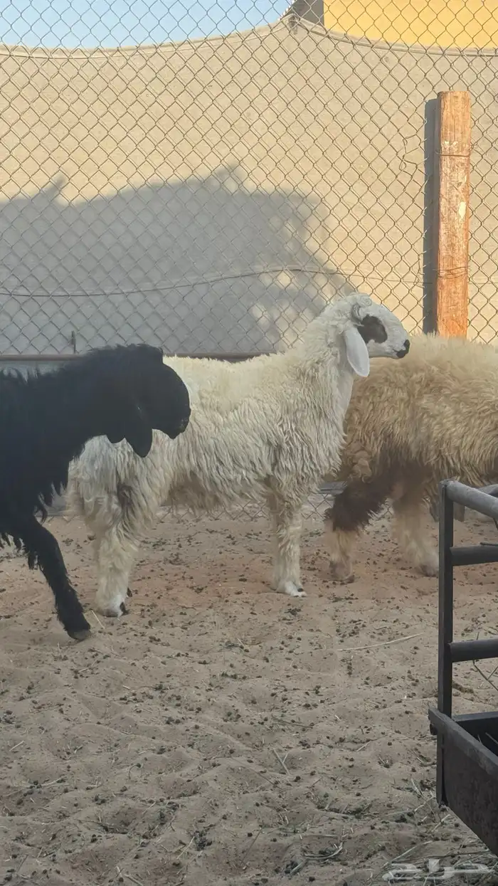 ذبايح للبيع 11