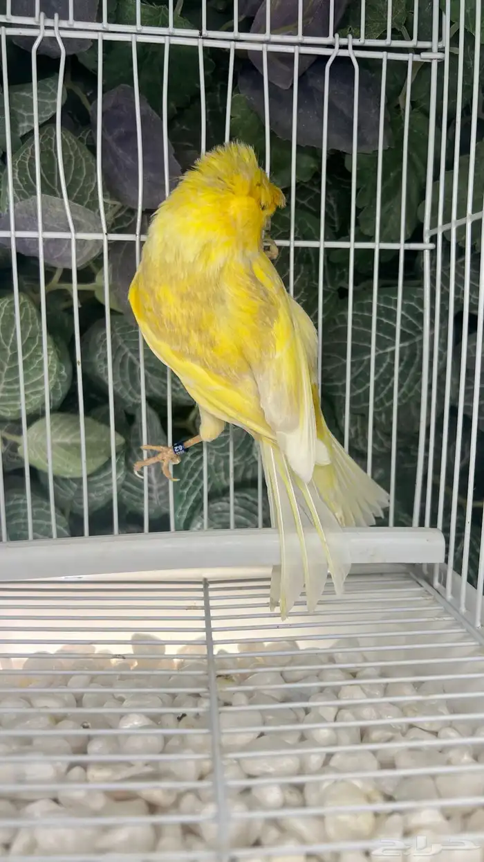 ذكر كناري شرط تغريد 2