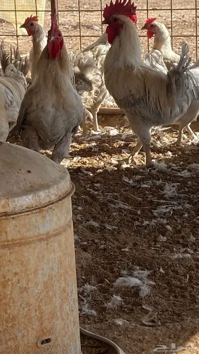 بيض دجاج تركي وفيومي وهجين 3