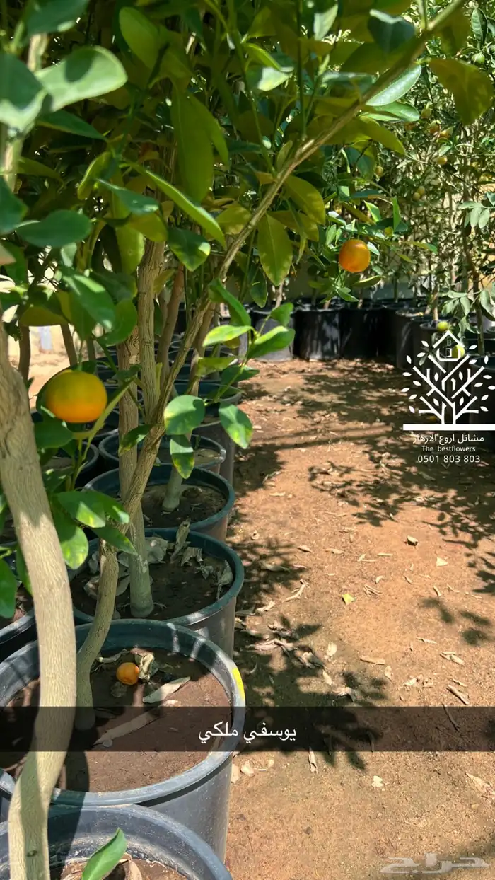 مشتل شتلات زينة وشتلات مثمرة شتلات ضل شتلات حمضيات 50
