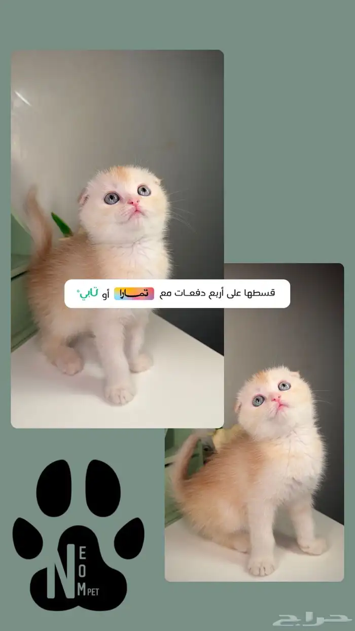 سكوتش فولد كيتن قطط للبيع صغيرة شيرازي هملايا المدينة انثى 2