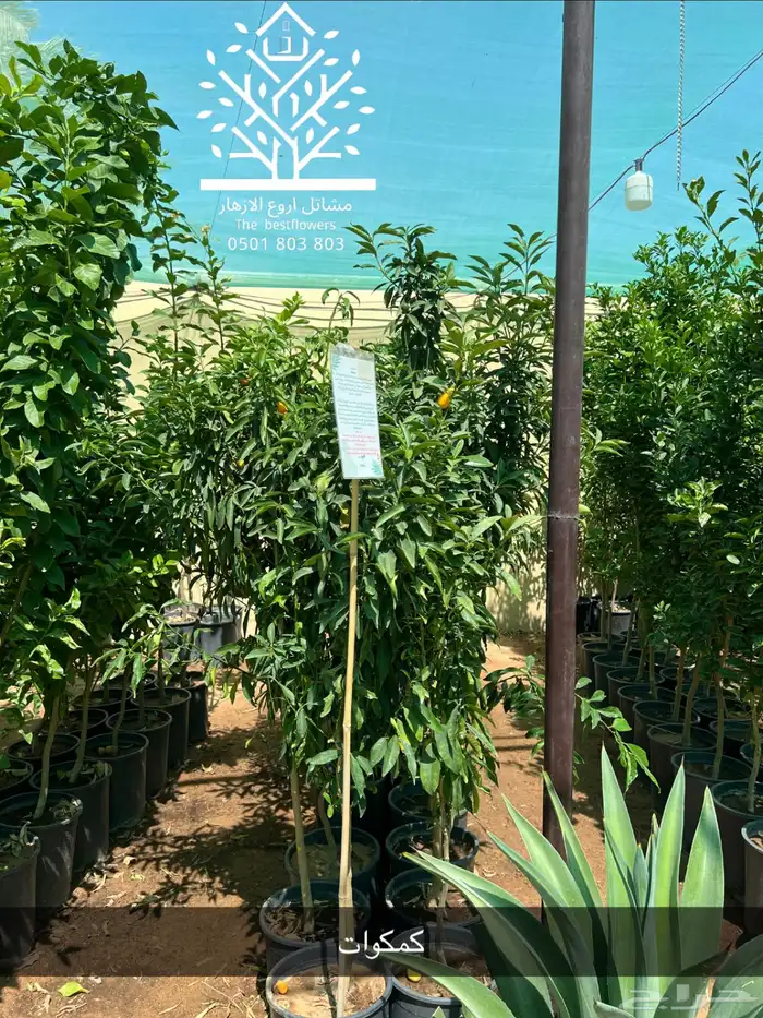 مشتل شتلات زينة وشتلات مثمرة شتلات ضل شتلات حمضيات 48