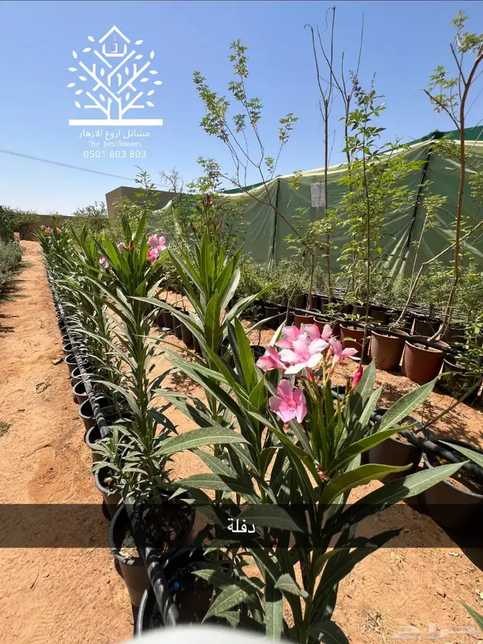 مشتل شتلات زينة وشتلات مثمرة شتلات ضل شتلات حمضيات 15