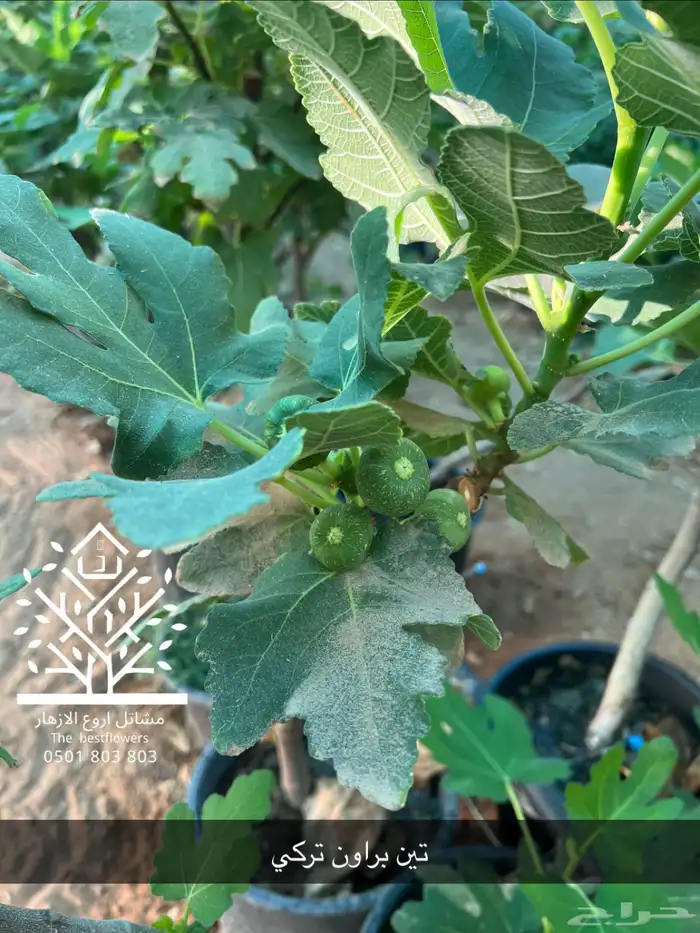 مشتل شتلات زينة وشتلات مثمرة شتلات ضل شتلات حمضيات 57