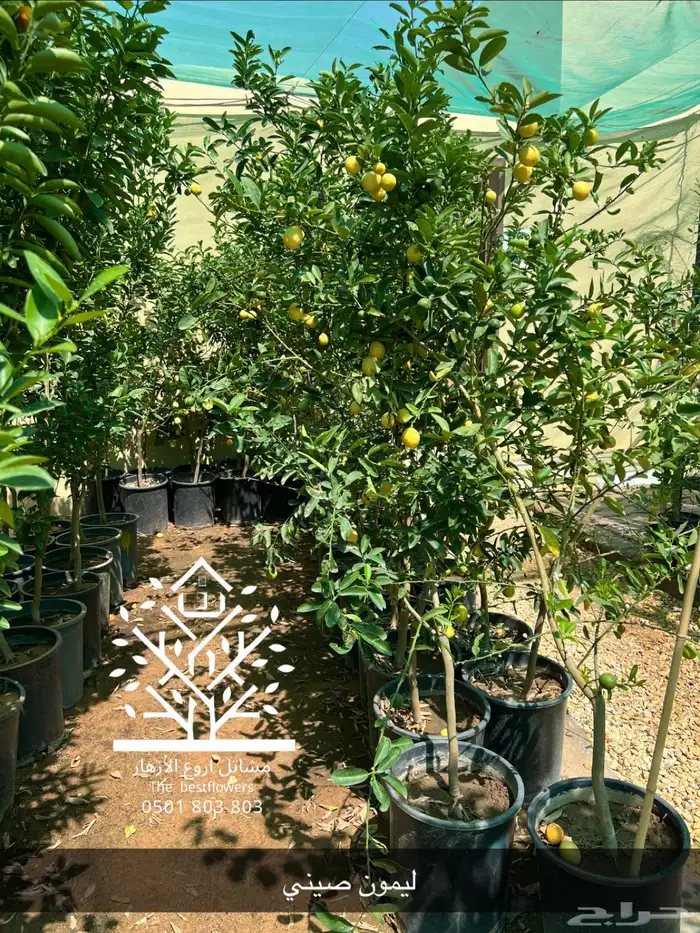 مشتل شتلات زينة وشتلات مثمرة شتلات ضل شتلات حمضيات 52