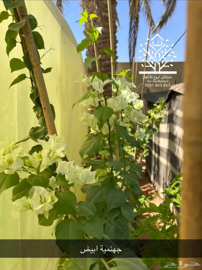 مشتل شتلات زينة وشتلات مثمرة شتلات ضل شتلات حمضيات 56