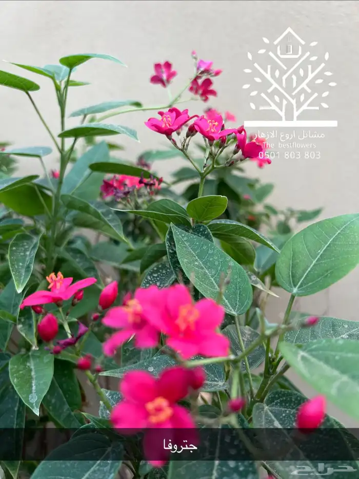 مشتل شتلات زينة وشتلات مثمرة شتلات ضل شتلات حمضيات 64