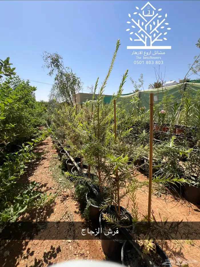 مشتل شتلات زينة وشتلات مثمرة شتلات ضل شتلات حمضيات 16