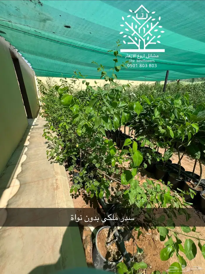 مشتل شتلات زينة وشتلات مثمرة شتلات ضل شتلات حمضيات 1