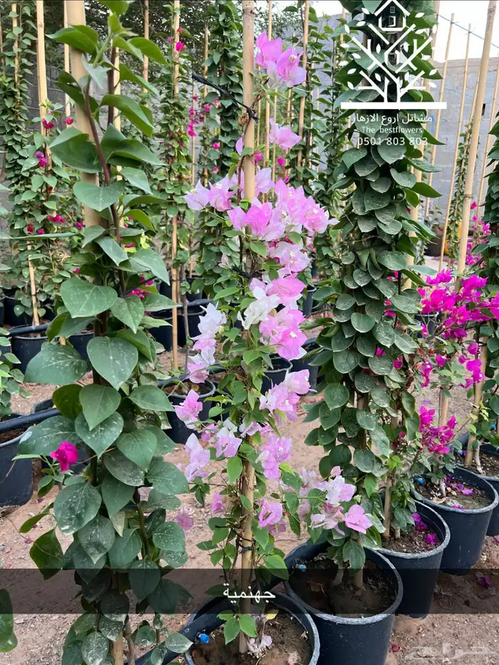 مشتل شتلات زينة وشتلات مثمرة شتلات ضل شتلات حمضيات 61