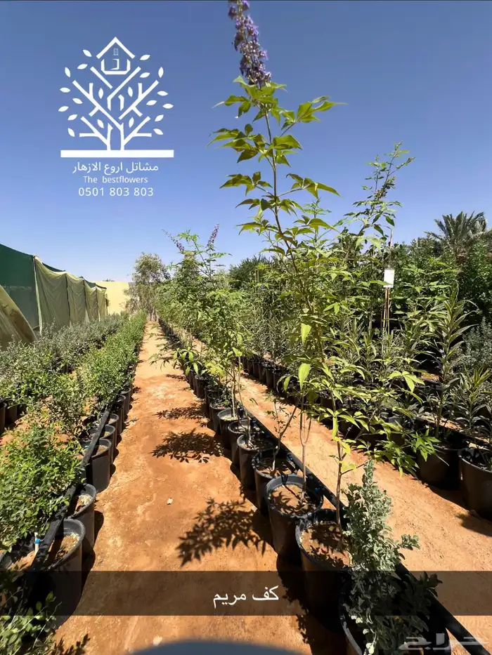 مشتل شتلات زينة وشتلات مثمرة شتلات ضل شتلات حمضيات 10