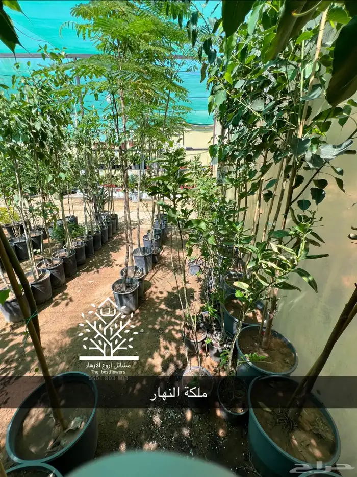 مشتل شتلات زينة وشتلات مثمرة شتلات ضل شتلات حمضيات 28