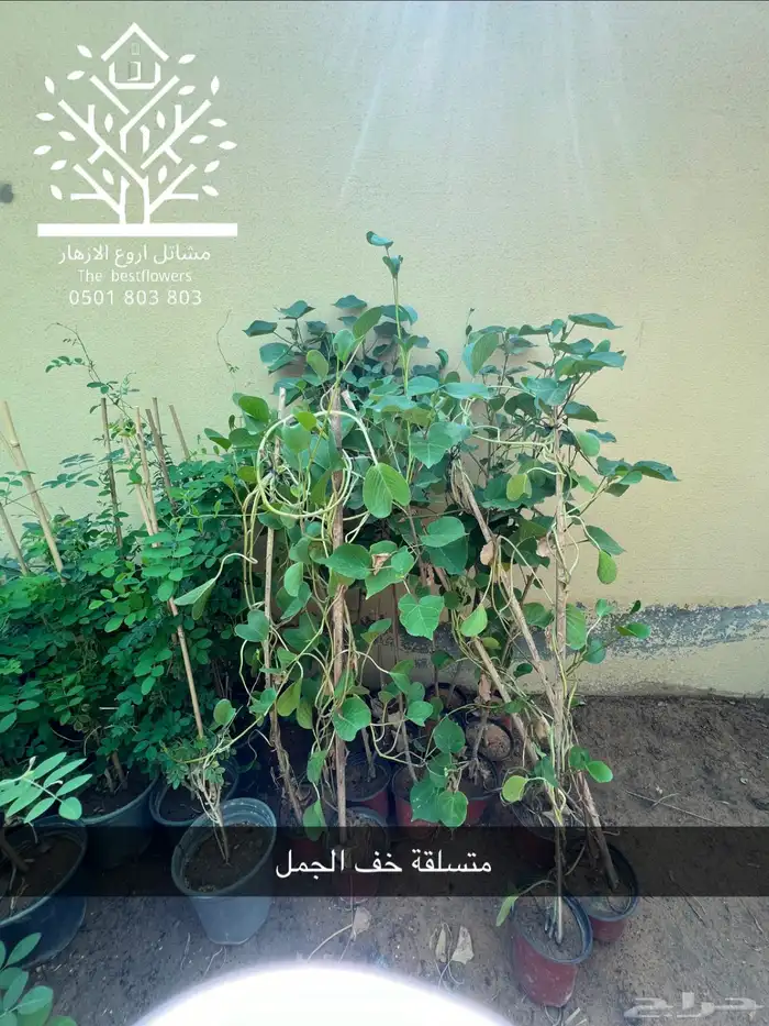 مشتل شتلات زينة وشتلات مثمرة شتلات ضل شتلات حمضيات 38
