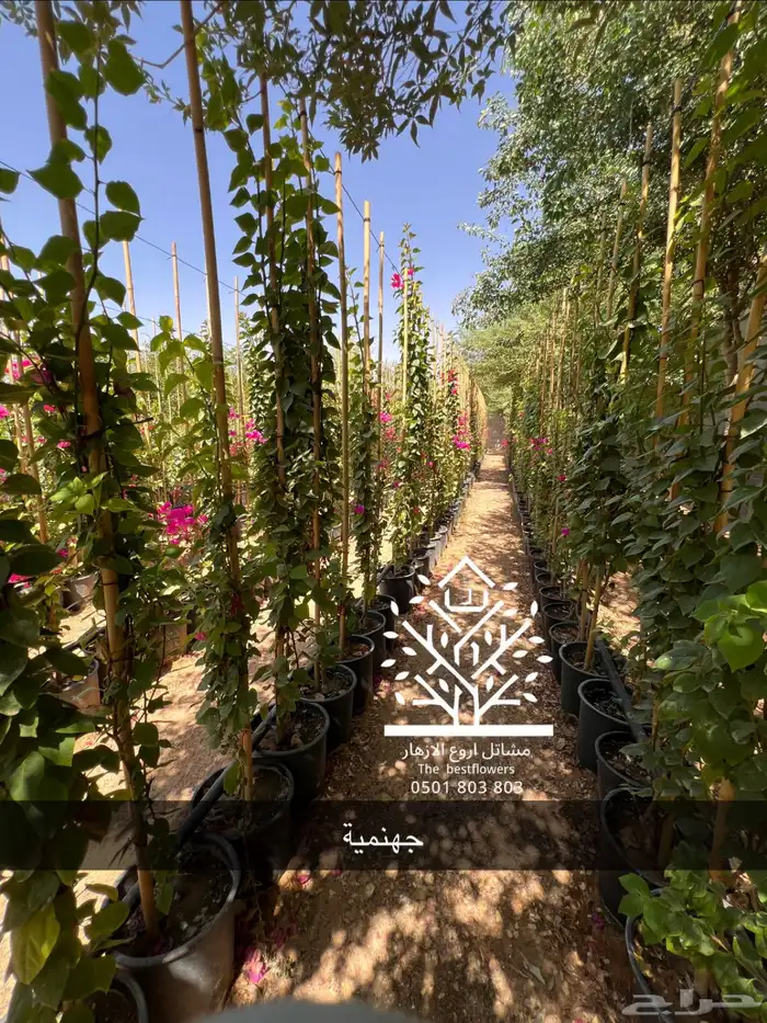 مشتل شتلات زينة وشتلات مثمرة شتلات ضل شتلات حمضيات 17