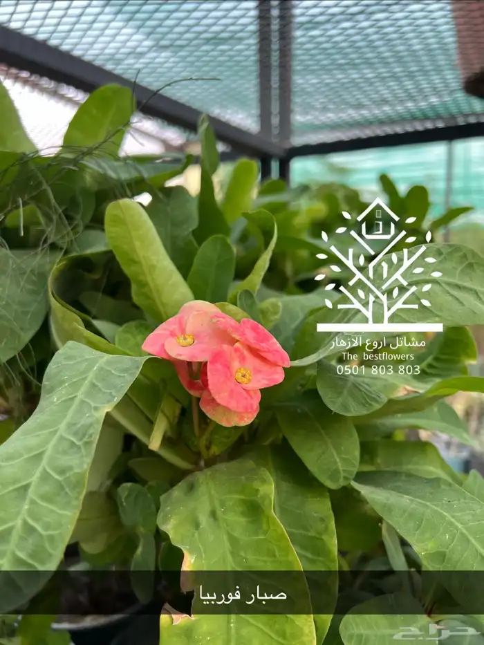 مشتل شتلات زينة وشتلات مثمرة شتلات ضل شتلات حمضيات 68