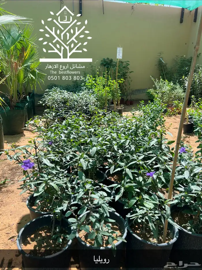 مشتل شتلات زينة وشتلات مثمرة شتلات ضل شتلات حمضيات 39