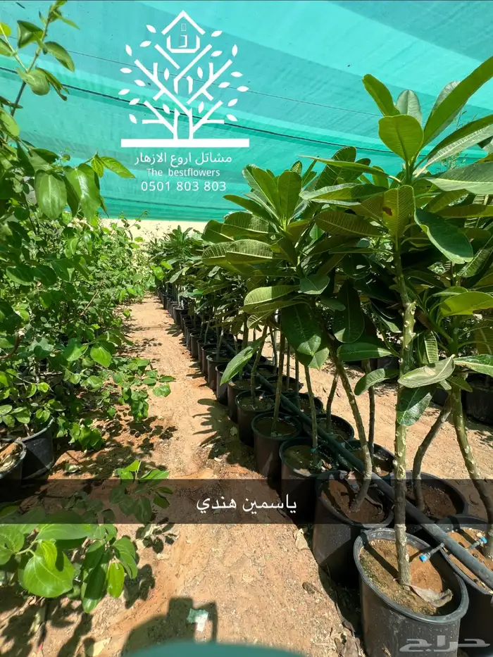 مشتل شتلات زينة وشتلات مثمرة شتلات ضل شتلات حمضيات 3