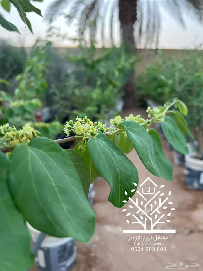 مشتل شتلات زينة وشتلات مثمرة شتلات ضل شتلات حمضيات 62