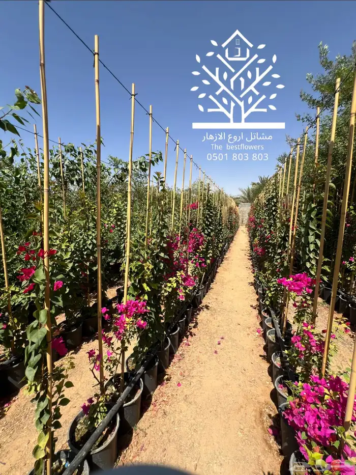 مشتل شتلات زينة وشتلات مثمرة شتلات ضل شتلات حمضيات 19