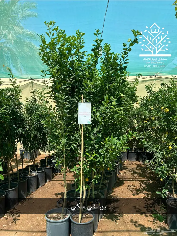 مشتل شتلات زينة وشتلات مثمرة شتلات ضل شتلات حمضيات 51