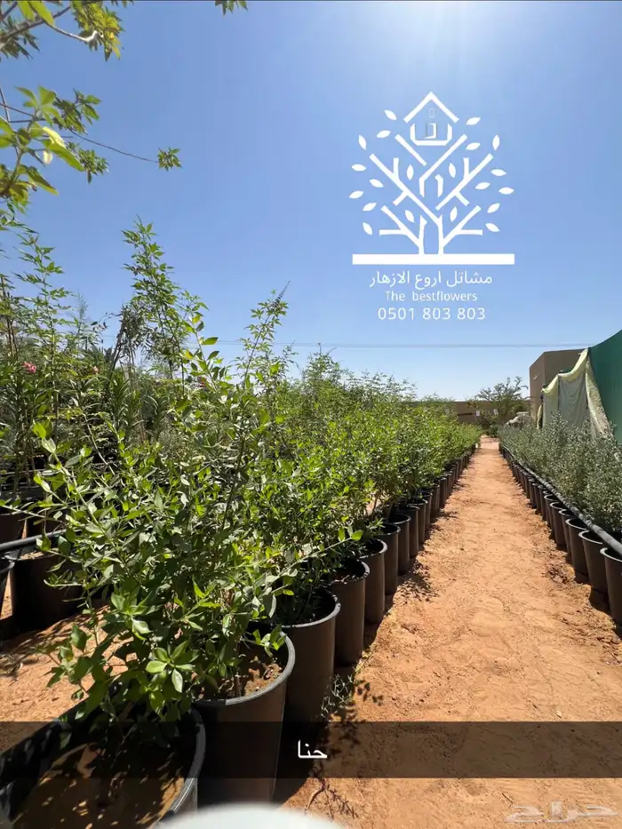 مشتل شتلات زينة وشتلات مثمرة شتلات ضل شتلات حمضيات 12