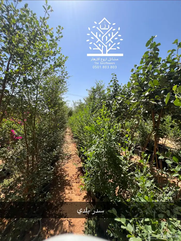 مشتل شتلات زينة وشتلات مثمرة شتلات ضل شتلات حمضيات 18