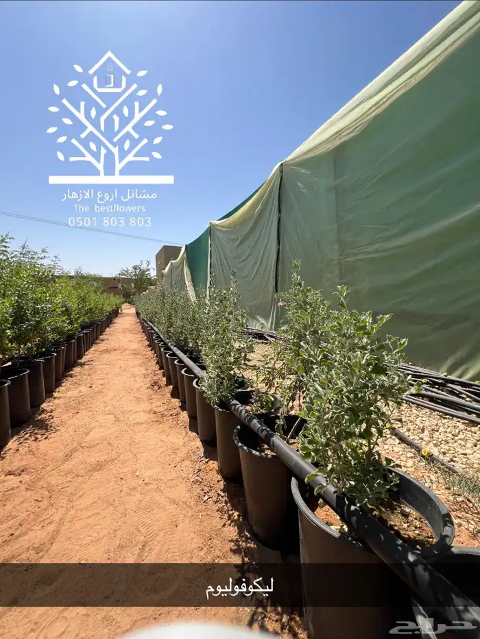 مشتل شتلات زينة وشتلات مثمرة شتلات ضل شتلات حمضيات 11