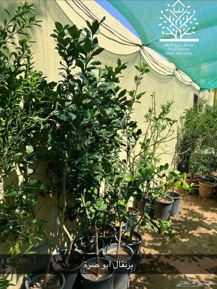 مشتل شتلات زينة وشتلات مثمرة شتلات ضل شتلات حمضيات 44