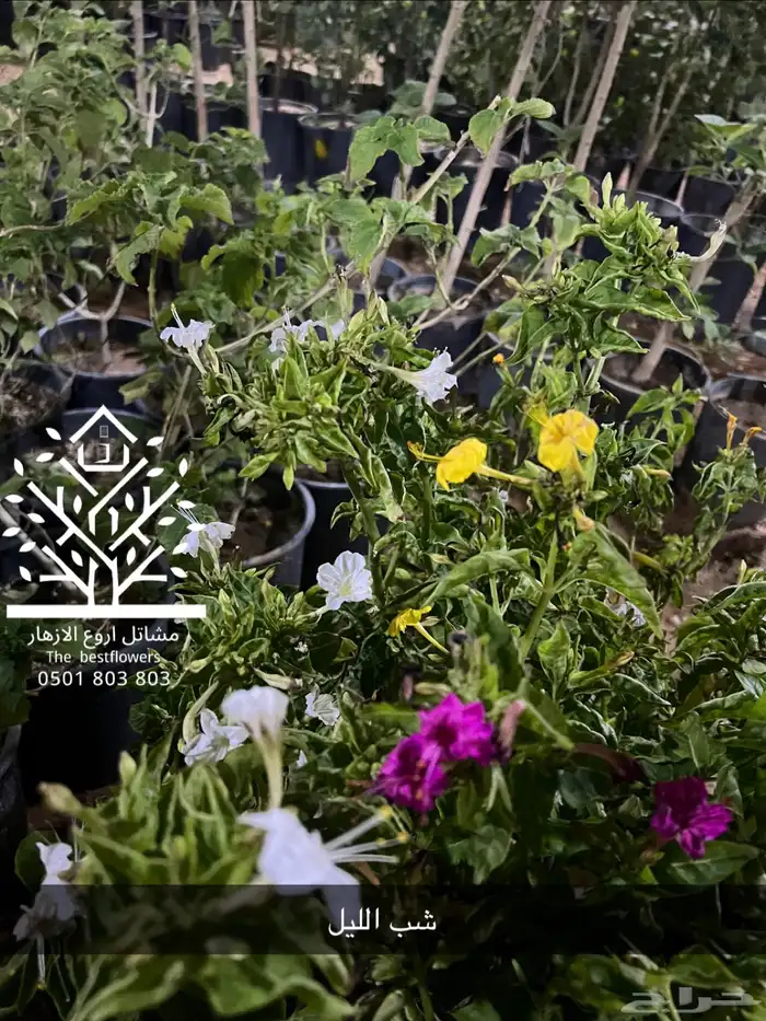 مشتل شتلات زينة وشتلات مثمرة شتلات ضل شتلات حمضيات 59